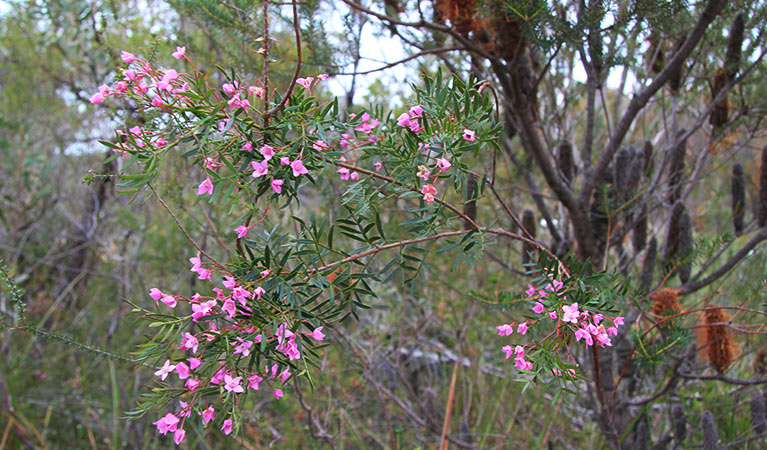 It's hard to miss the masses of pretty pink boronia flowers in spring on Topham walking track. Photo: Natasha Webb &copy; OEH and photographer