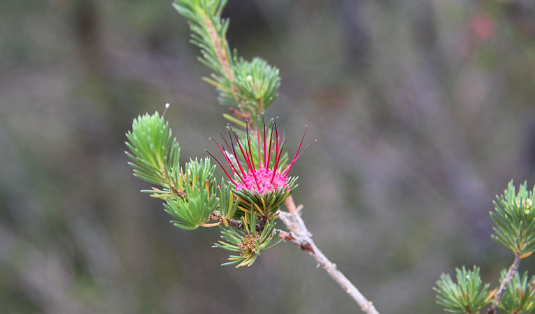 Tiny red wildflower on Topham walking track. Photo &copy; Natasha Webb