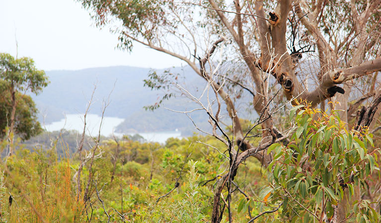 The Hawkesbury River is visable through the eucalypts on Topham walking track. Photo &copy; Natasha Webb