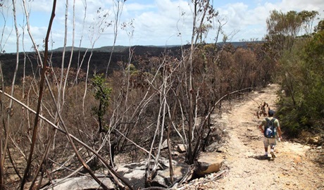 Wallaroo track, Ku-ring-gai Chase National Park. Photo &copy; Andrew Richards