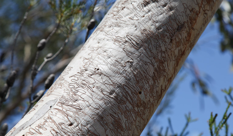 Wallaroo track, Ku-ring-gai Chase National Park. Photo &copy; Andrew Richards