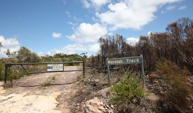 Waratah track, Ku-ring-gai Chase National Park. Photo &copy; Andrew Richards