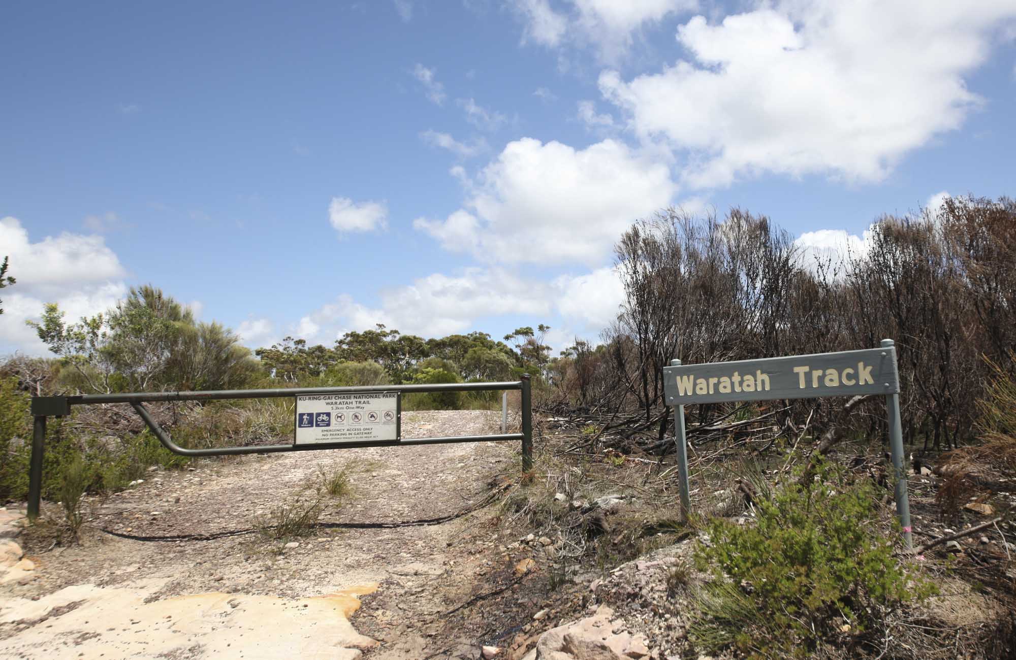 Waratah track, Ku-ring-gai Chase National Park. Photo: Andy Richards/NSW Government