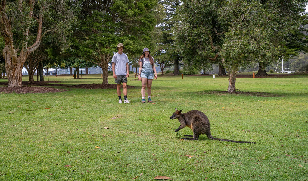 2 people looking at a wallaby at The Basin campground. Credit: John Spencer/DCCEEW  &copy; DCCEEW