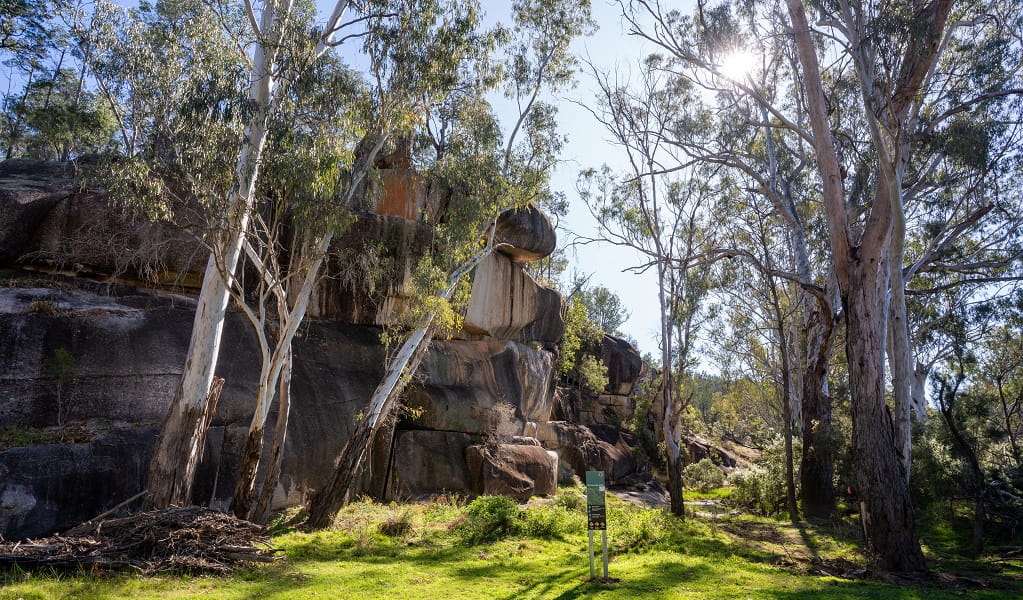 Junction walk, with vibrant green grass, gum trees and a high rockface rising from the ground, Kwiambal National Park. Photo: DPE &copy; DPE