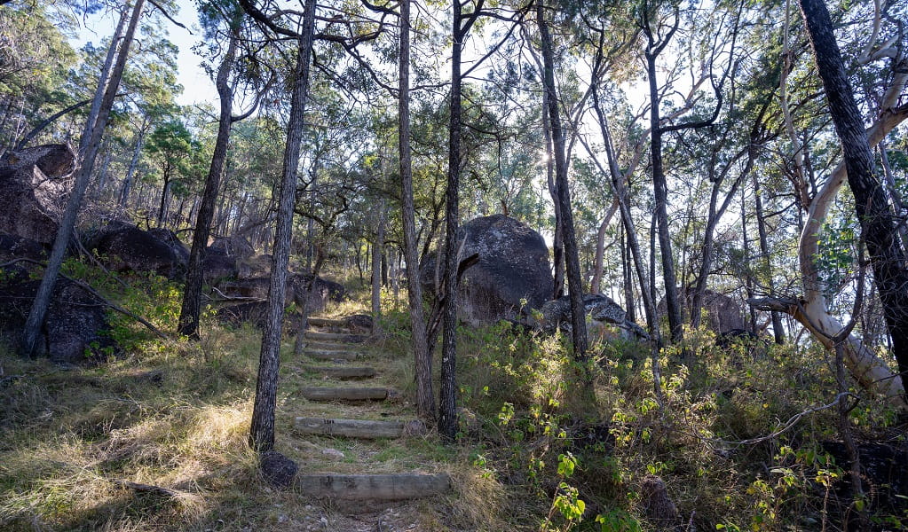 Log steps up through the rocks, grass and gum trees, Junction walk, Kwiambal National Park. Photo: DPE &copy; DPE