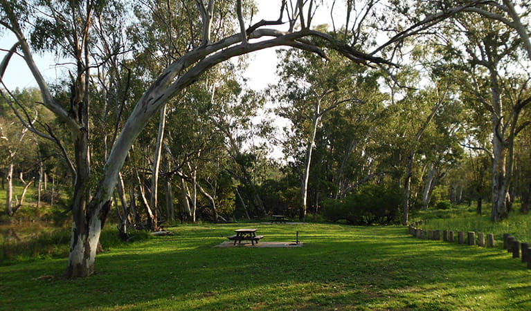 Grassy Kookibitta campground sites with picnic tables, surrounded by bushland.  Photo: Tanya Weir/DPIE