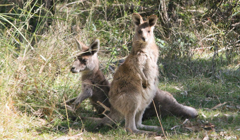 Lemon Tree campground, kangaroos, Kwiambal National Park. Photo: Patricia Wilkinson