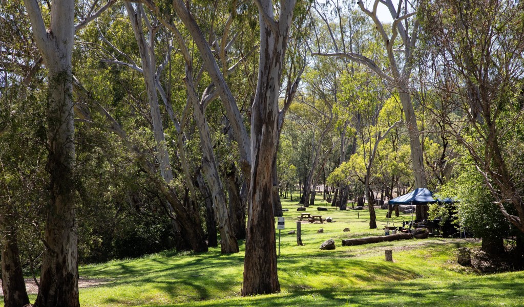 Lemon Tree Flat campground with a tent in the distance in Kwiambal National Park. Photo: Simon Scott &copy; DCCEEW