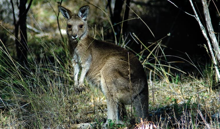 Macintyre Falls, kangaroos, Kwiambal National Park. Photo: Michael van Ewijk/NSW Government