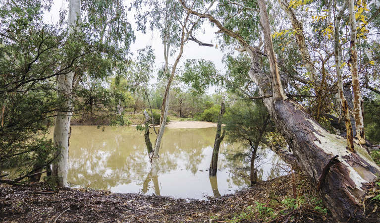 Macintyre River in Kwiambal National Park. Photo: Simone Cottrell/OEH