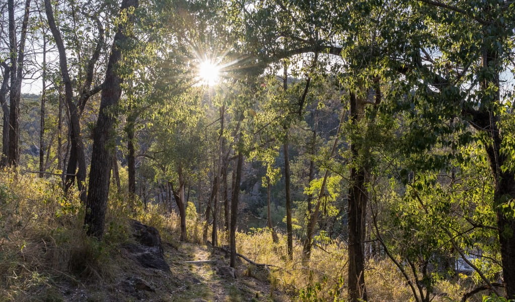 The sun shining through trees along Slippery Rock walking track in Kwiambal National Park. Photo &copy; DPE