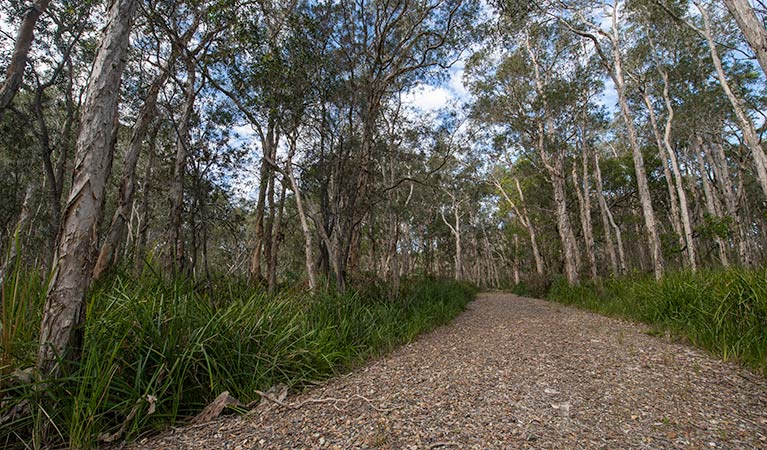 Googik Heritage walking track, Lake Innes Nature Reserve. Photo: John Spencer &copy; OEH