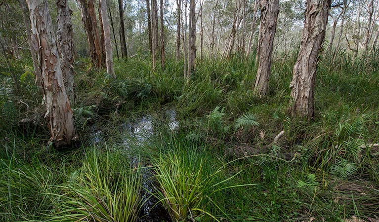 Googik Heritage walking track, Lake Innes Nature Reserve. Photo: John Spencer &copy; OEH