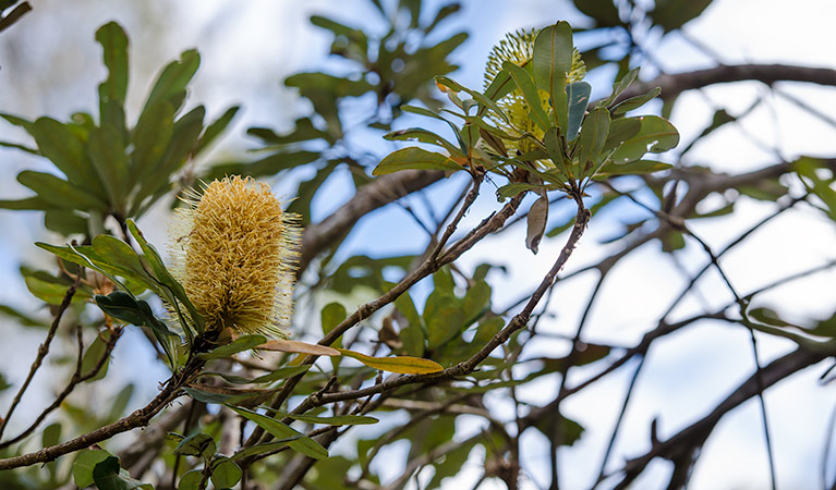 Googik Heritage walking track, Lake Innes Nature Reserve. Photo: John Spencer &copy; OEH