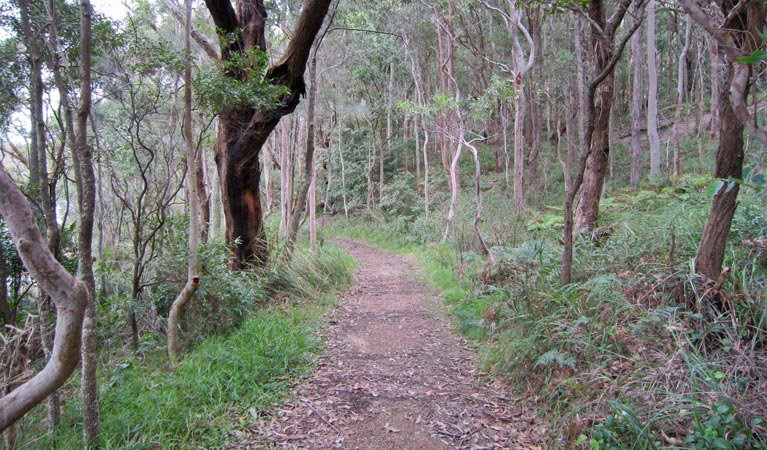 Marmong picnic area, Lake Macquarie State Conservation Area. Photo: Ashley Deveridge