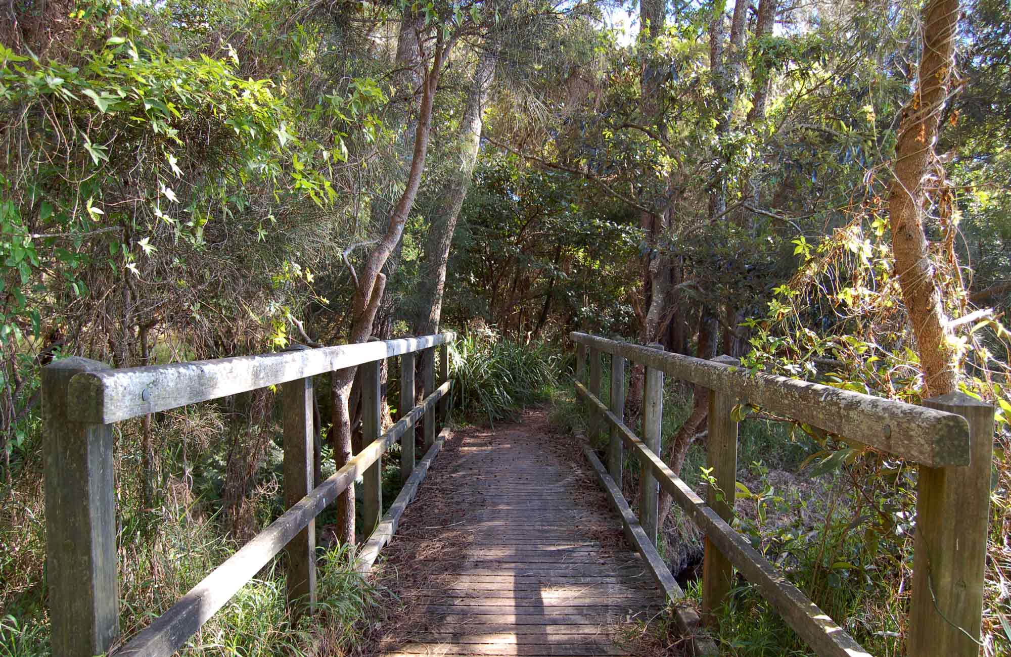 Awaba Foreshore walk, Lake Macquarie State Conservation Area. Photo: Susan Davis/NSW Government