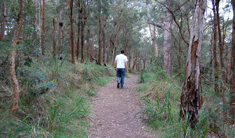 Wangi circuit walking track, Lake Macquarie State Conservation Area. Photo: Susan Davis/NSW Government