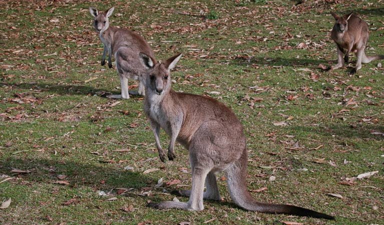 Kangaroo, Lake Macquarie State Conservation Area. Photo: Susan Davis/NSW Government