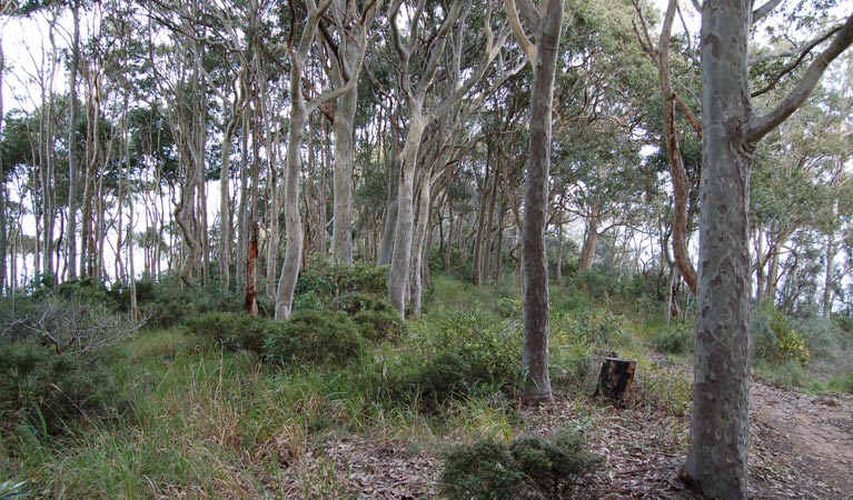 Wangi circuit walking track, Lake Macquarie State Conservation Area. Photo: Susan Davis &copy; OEH