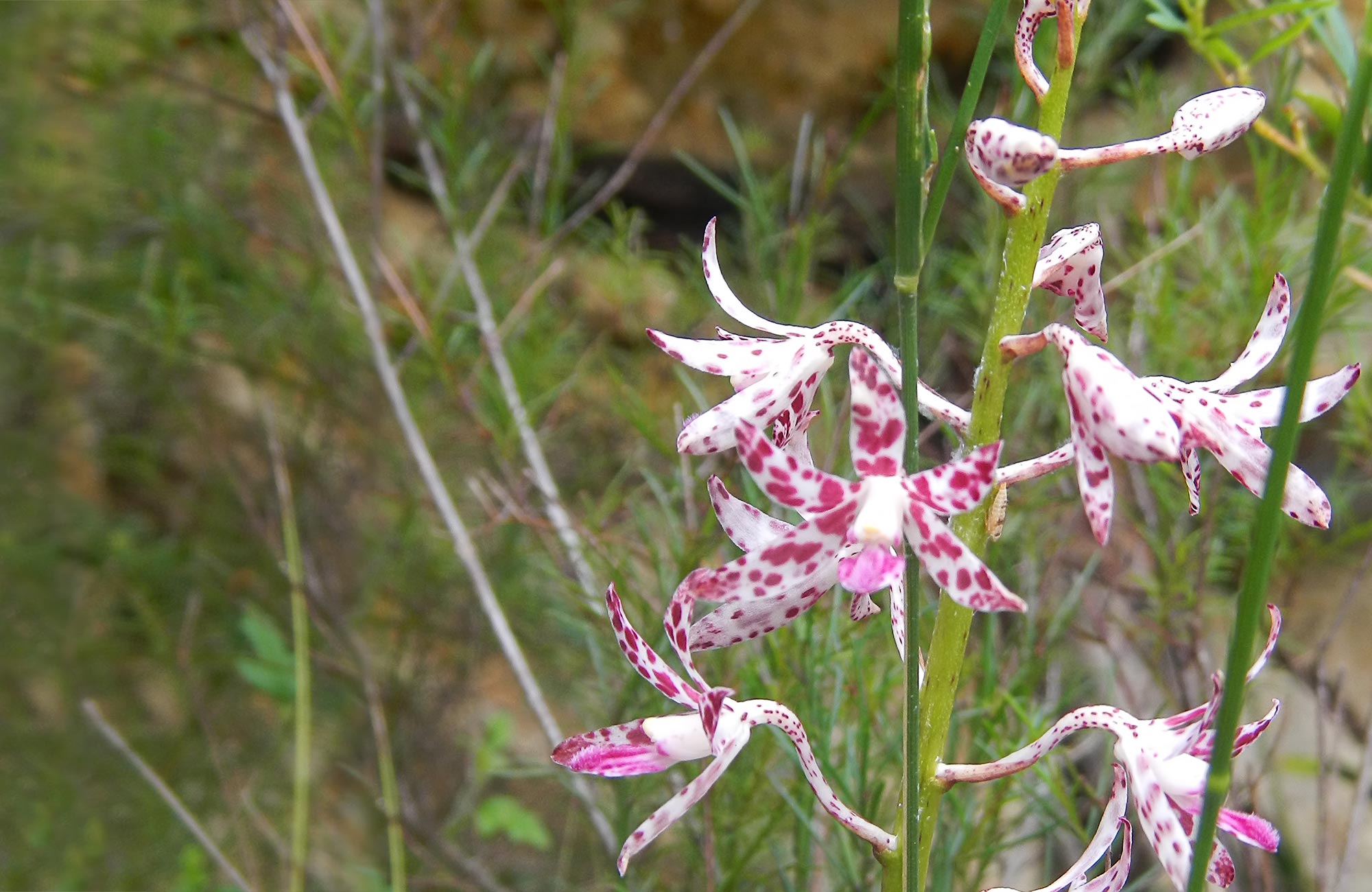 Pink and white orchids. Photo:Debby McGerty