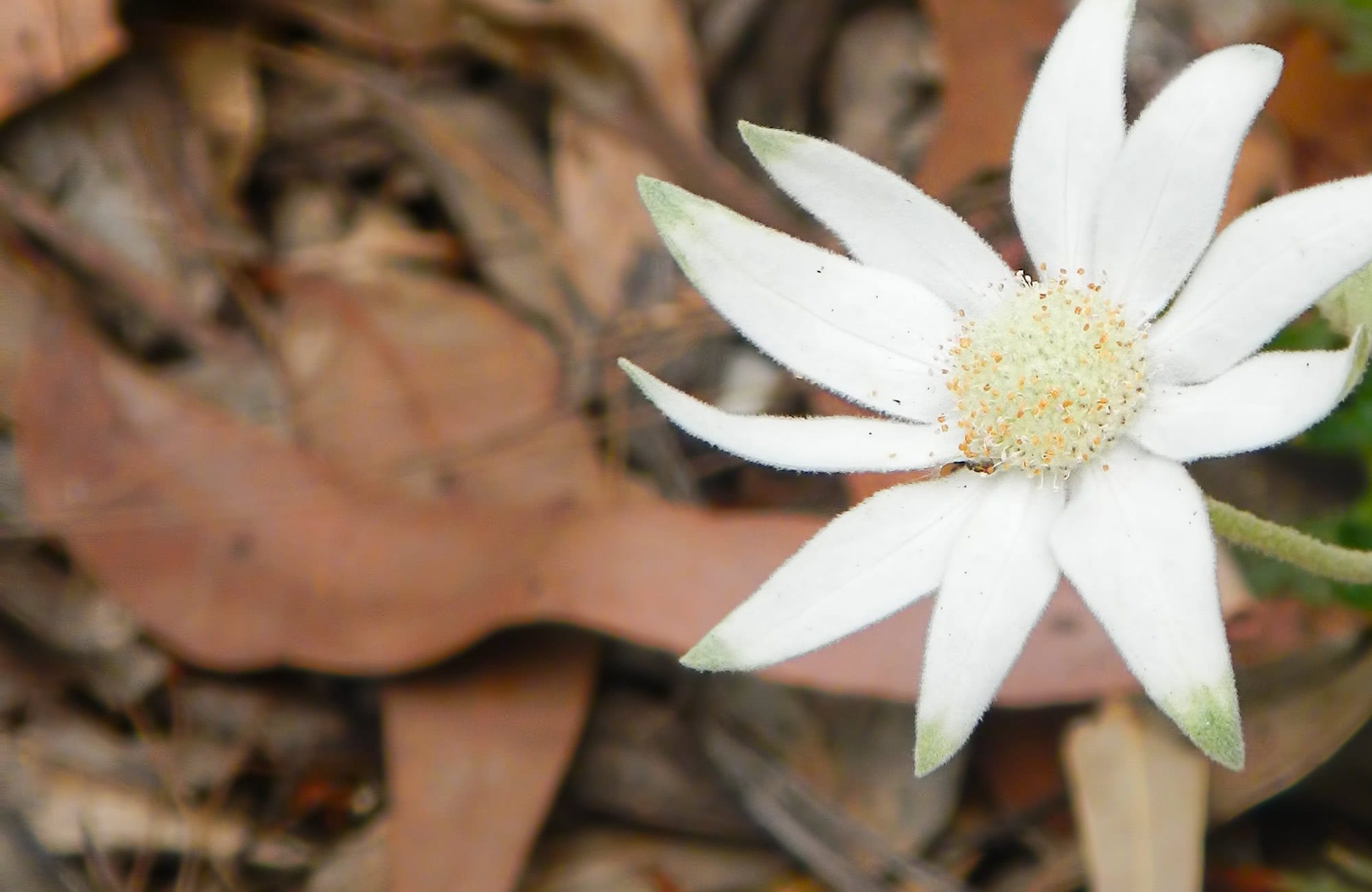 White flower. Photo:Debby McGerty