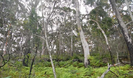 Bakers Flat picnic area, Lane Cove National Park. Photo: Debbie McGerty &copy; OEH