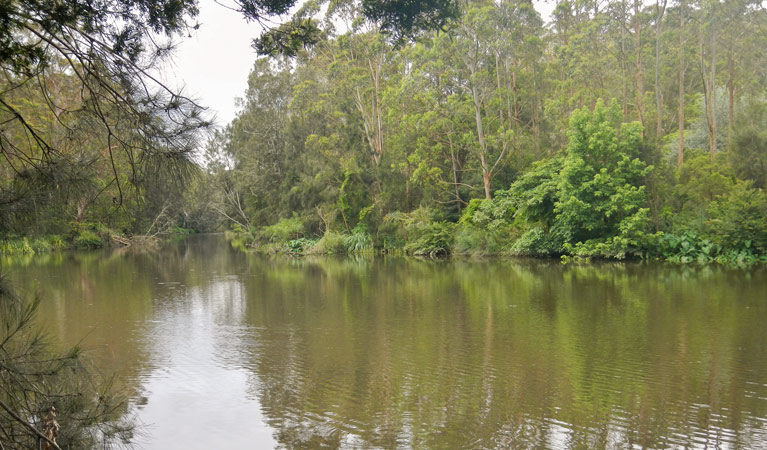 Cottonwood Glen picnic area, Lane Cove National Park. Photo: Debbie McGerty &copy; OEH