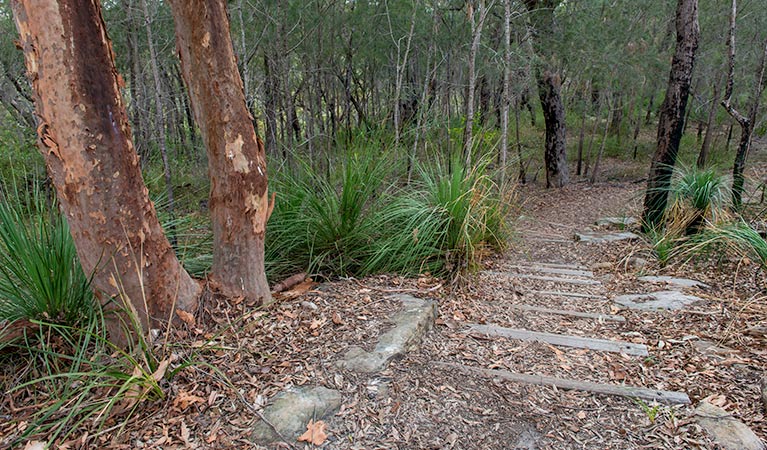 Fiddens Wharf walking track, Lane Cove National Park. Photo: John Spencer &copy; OEH