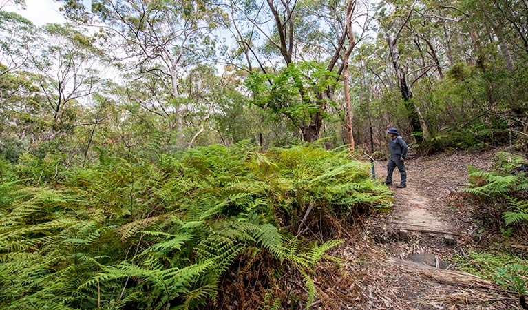 Fiddens Wharf walking track, Lane Cove National Park. Photo: John Spencer &copy; OEH