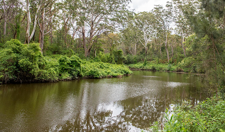 Fiddens Wharf walking track, Lane Cove National Park. Photo: John Spencer &copy; OEH