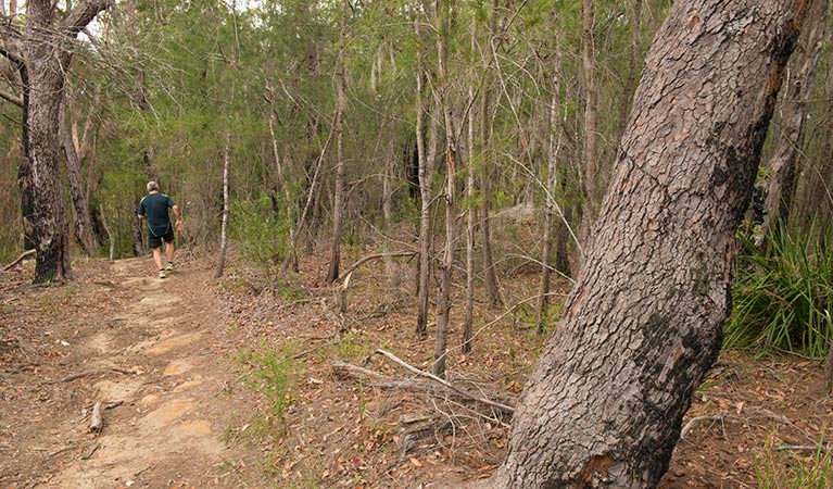 Great North Walk - Lane Cove National Park, Lane Cove National Park. Photo: John Spencer