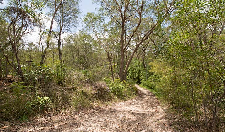 Great North Walk - Lane Cove National Park, Lane Cove National Park. Photo: John Spencer