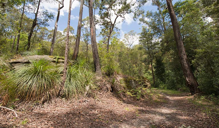 Great North Walk - Lane Cove National Park, Lane Cove National Park. Photo: John Spencer