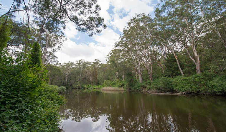 Great North Walk - Lane Cove National Park, Lane Cove National Park. Photo: John Spencer