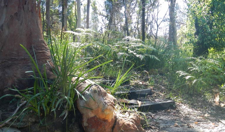 Trees and ferns beside a walking track. Photo: Debby McGerty &copy; OEH
