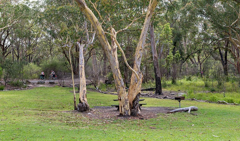 Halfway Point picnic area, Lane Cove National Park. Photo: John Spencer