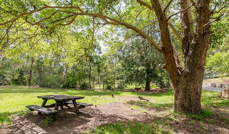 Illoura picnic area, Lane Cove National Park. Photo: John Spencer