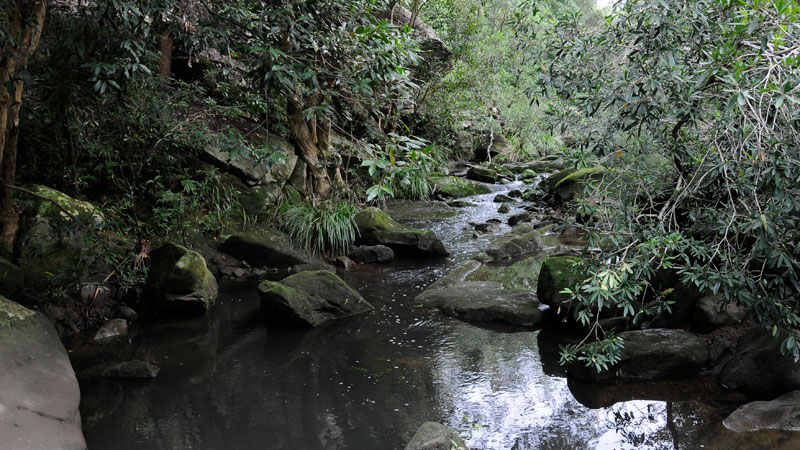 Lane Cove River, Lane Cove National Park. Photo: Kevin McGrath &copy; DPIE