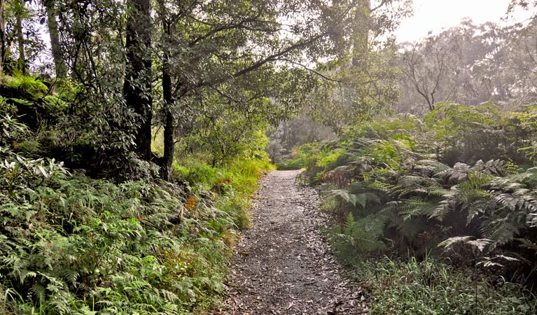 Riverside walking track, Lane Cove National Park. Photo: Kevin McGrath &copy; OEH