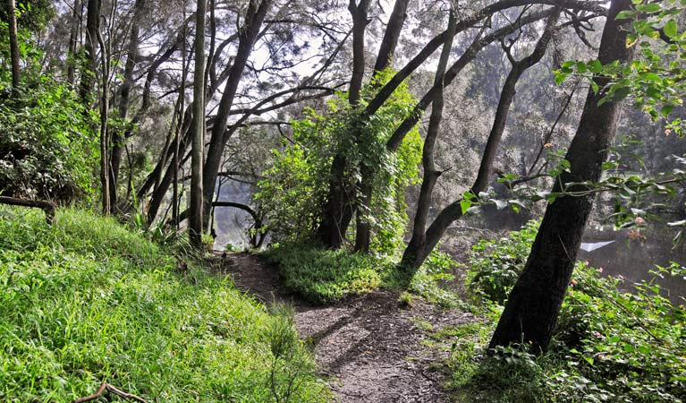 Riverside walking track, Lane Cove National Park. Photo: Kevin McGrath &copy; OEH