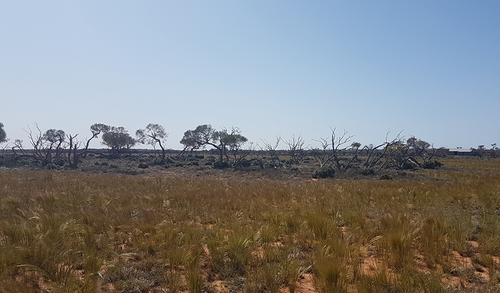The view from Eckerboon Lake campground of a large grassy area suitable for tents, caravans and camper trailers in Langidoon-Metford State Conservation Area. Photo: Gareth Telfer &copy; DPE