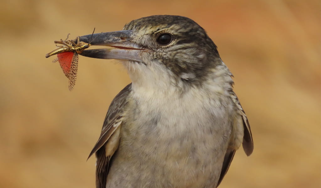 Young pied butcherbird with an insect in their mouth, Langidoon-Metford State Conservation Area, 40mins drive from Broken Hill. Photo: Makhalia Girdler, &copy; DCCEEW