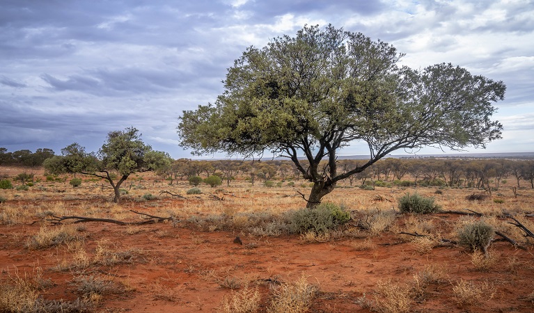 Native vegetation at Langidoon Metford State Conservation Area. Photo: John Spencer © DPE