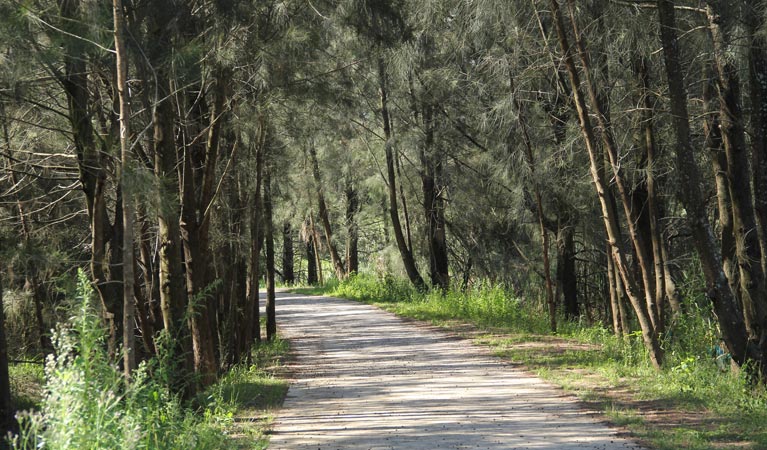 Bellbird track with trees, Leacock Regional Park. Photo: John Spencer &copy; DPIE