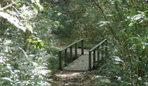 Bellbird walking track, Leacock Regional Park. Photo: John Spencer &copy; OEH