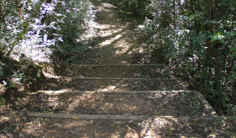 Steps descending down Bellbird track in Leacock Regional Park. Photo: John Spencer &copy; OEH