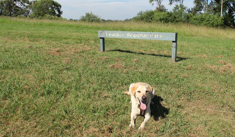 Dog sitting near sign in Leacock Regional Park. Photo: John Spencer &copy; DPIE