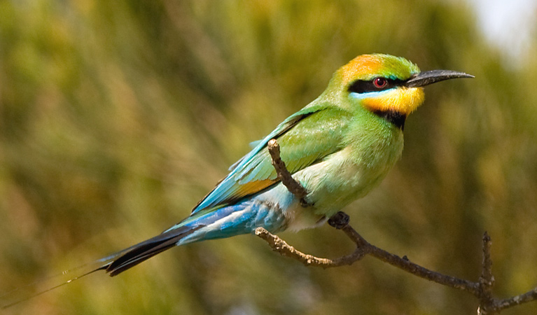 Limeburners Creek National Park, rainbow bee eater. Photo: NSW Government