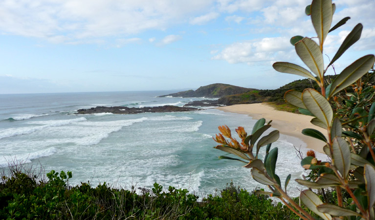 Point Plomer campground, Limeburners Creek National Park. Photo: Barbara Webster/NSW Government